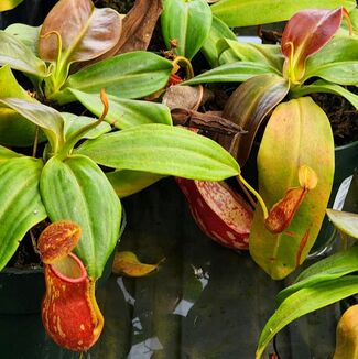 Nepenthes